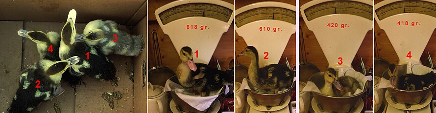 Domestic ducklings after 25 days, left perhaps little distinction, the weight makes it clear that the male (1 and 2) are already heavier than the females (3 and 4).[37]