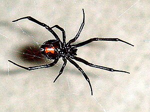 The black widow spider, or latrodectus, The females frequently eat their male partners after mating. The female's venom is at least three times more potent than that of the males, making a male's self-defense bite ineffective.