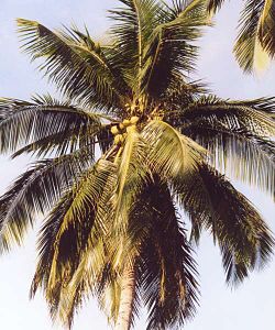 Kokos-Palme (Cocos nucifera).