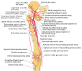 Schema of the arteries arising from the external iliac and femoral arteries