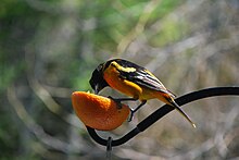 Orange and black bird with its beak in an orange