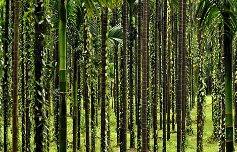 Areca catechu (Areca Palm) plantation with Vanilla sp. (Vanilla Orchids)