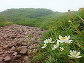 6月と8月の2回咲く不思議な特性を持つ姥石平のハクサンイチゲ