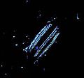 Image 9A Euplokamis comb jelly is bioluminescent. (from Animal coloration)