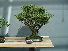 Chamaecyparis pisifera, bonsai