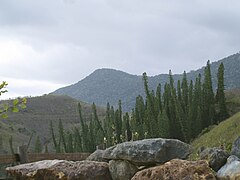 Araucaria columnaris Baie des Tortues 1.jpg