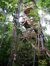 A large wooden staircase in a tower-shaped wooden frame climbs into the canopy, leading to a canopy walkway.
