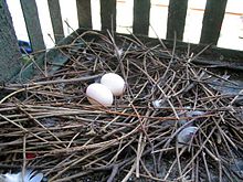 Feral pigeon nest with eggs