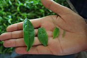 Fresh tea leaves of different sizes