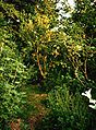 Image 58Robert Hart's forest garden in Shropshire (from Forest gardening)