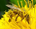 29 juillet 2007 Pollinisation d'un pissenlit par une abeille : on peut voir les grains pollen de la fleur accrochés aux poils de l'insecte