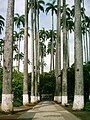 Palmeiras Imperiais no Jardim VelhoParaíba do Sul