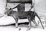 Thumbnail for Thylacine