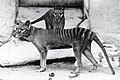 Tasmanian wolf at zoo in Washington D.C., 1902.