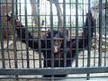 Chimpanzee (Pan troglodytes) at Lahore Zoo, Pakistan.