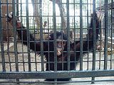 黑猩猩（Pan troglodytes），巴基斯坦Lahore 動物園