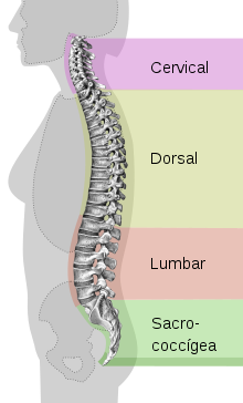 Spinal column curvature es.svg