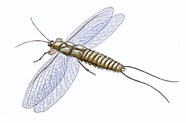 Mazothairos was a large palaeodictyopteran insect from Mazon Creek.