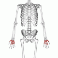 Позиција на метакарпалните коски во човечкото тело.