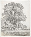 John Constable, Elm trees in Old Hall Park, East Bergholt [1817] (Ulmus × hollandica[11])