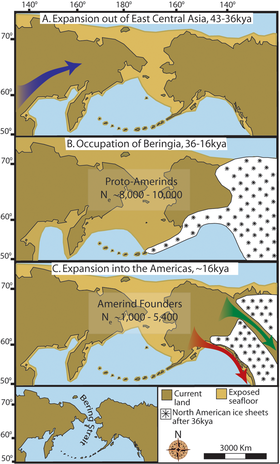 "Maps depicting each phase of the three-step early human migrations for the peopling of the Americas. (A) Gradual population expansion of the Amerind ancestors from their Central East Asian gene pool (blue arrow). (B) Proto-Amerind occupation of Beringia with little to no population growth for ≈20,000 years. (C) Rapid colonization of the New World by a founder group migrating southward through the ice-free, inland corridor between the eastern Laurentide and western Cordilleran Ice Sheets (green arrow) and/or along the Pacific coast (red arrow). In (B), the exposed seafloor is shown at its greatest extent during the last glacial maximum at ≈20–18,000 years ago [25]. In (A) and (C), the exposed seafloor is depicted at ≈40,000 years ago and ≈16,0000 years ago, when prehistoric sea levels were comparable. A scaled-down version of Beringia today (60% reduction of A–C) is presented in the lower left corner. This smaller map highlights the Bering Strait that has geographically separated the New World from Asia since ≈11–10,000 years ago."