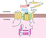 Binding sites of pregabalin and the non-gabapentenoid ziconotide to the voltage-gated calcium channel complex.