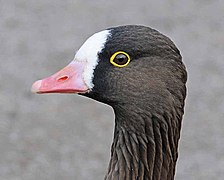 Bright yellow orbital ring in a lesser white-fronted goose