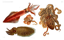 Verschillige sôortn Cephalopoda
