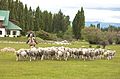 Pecore in Argentina. Il paese è l'undicesimo produttore di lana al mondo.
