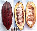 Cocoa pod: fruit of (true) kola relative Theobroma cacao bisected to show similarity of structure to that of fruit of Cola acuminata