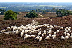 A flock of sheep on the Archemerberg, near Lemele