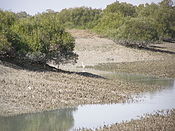 Šume mangrova: Emiratski otok Bu Tinah (lijevo) i iranski otok Kešm (desno)