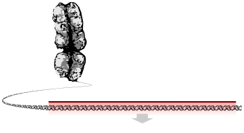 A chromosome unravelling into a long string of DNA, a section of which is highlighted as the gene
