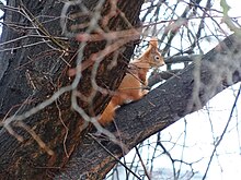 Barevná fotografie zachycující veverku, které sedí mezi dvěma kmeny stromů