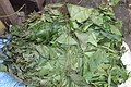 Gathered leaves of Gnetum africanum