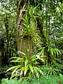 Image 21Rich rainforest habitat in Dominica (from Habitat)