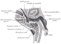Горизонтальний розріз через ліве вухо; верхня половина розрізу