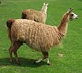 The llama was the main representative of Chavín livestock.