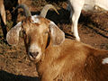 Ova koza je najvjerojatnije španski tip ili nubijski križanac.