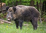Thumbnail for Wild boar