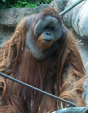 e Borneo-Orang-Utan (Pongo pygmaeus)