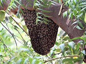 A wild colony in Chandigarh