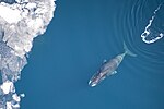 Thumbnail for Bowhead whale
