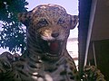 A jaguar statue in Rio de Janeiro's Zoological Garden.