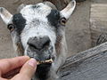A pygmy goat being fed crackers at the Akron Zoo.