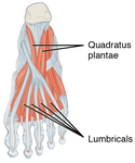 The quadratus plantae aids in flexion of the toes