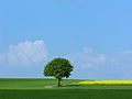 Solitary tree near Lausheim in Southern Germany