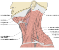 Musculi colli base