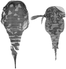 A photograph of two specimens of O. kokomoensis from the Kokomo waterlime, seen from above