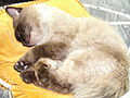 Kucing himalaya (pola warna poin diwariskan oleh kucing siam dan bulu yang relatif panjang diwariskan oleh kucing persia).
